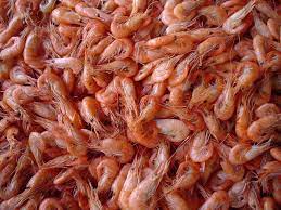 New Shrimp Processing Projects in India- 2020